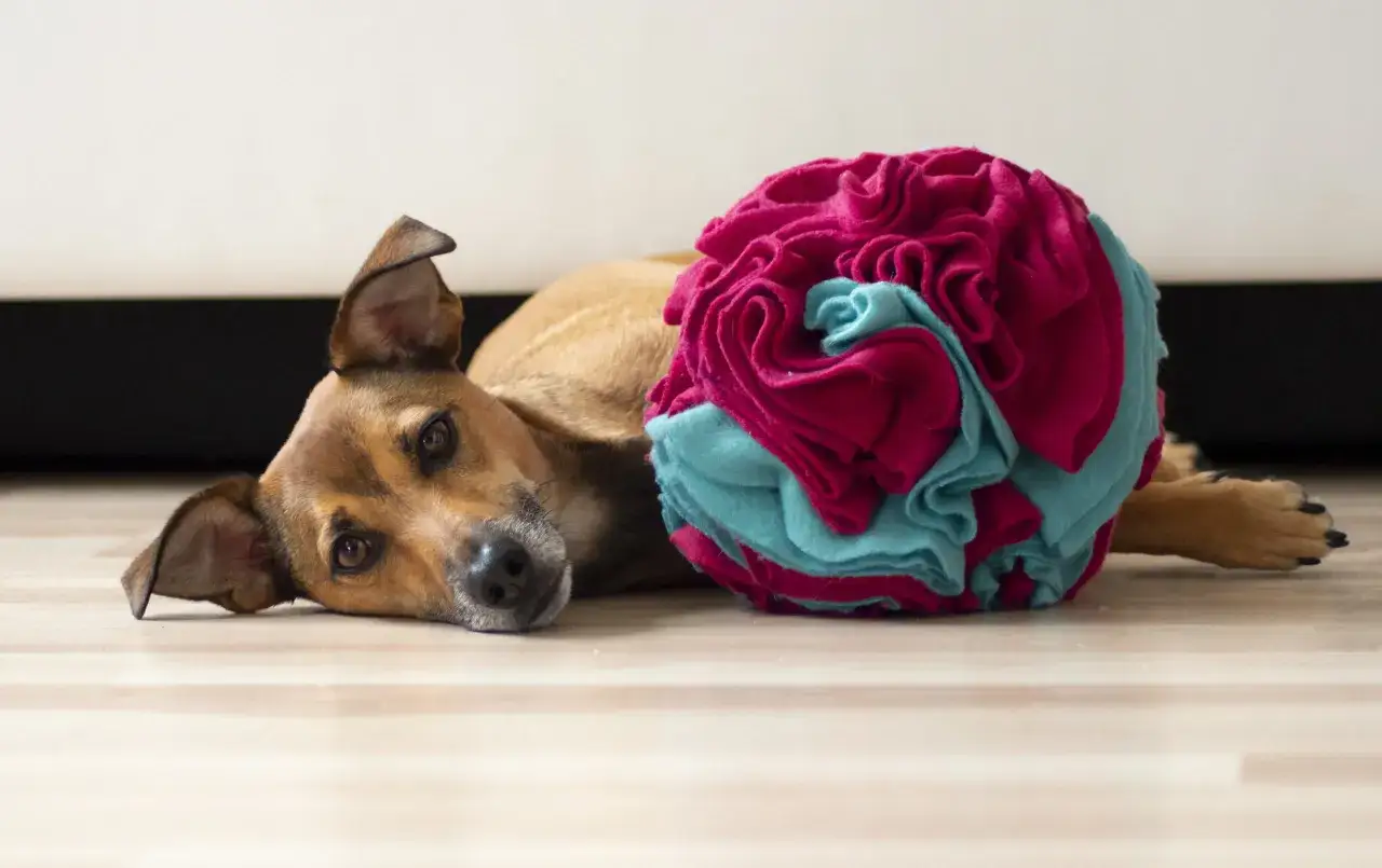 Pies leży obok kolorowej kuli, kt&oacute;ra może być inspiracją, jak zrobić matę węchową dla psa.