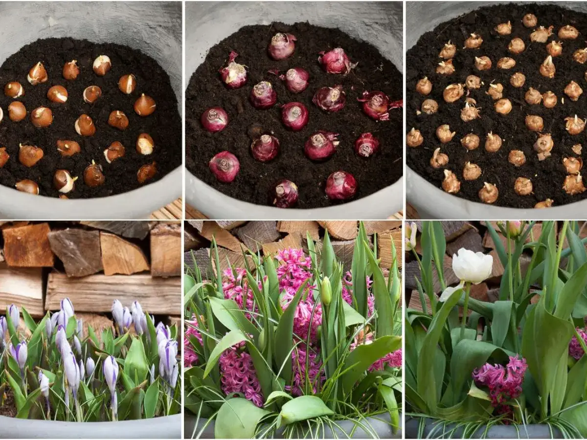 Jak sadzić cebulki tulipanów krok po kroku