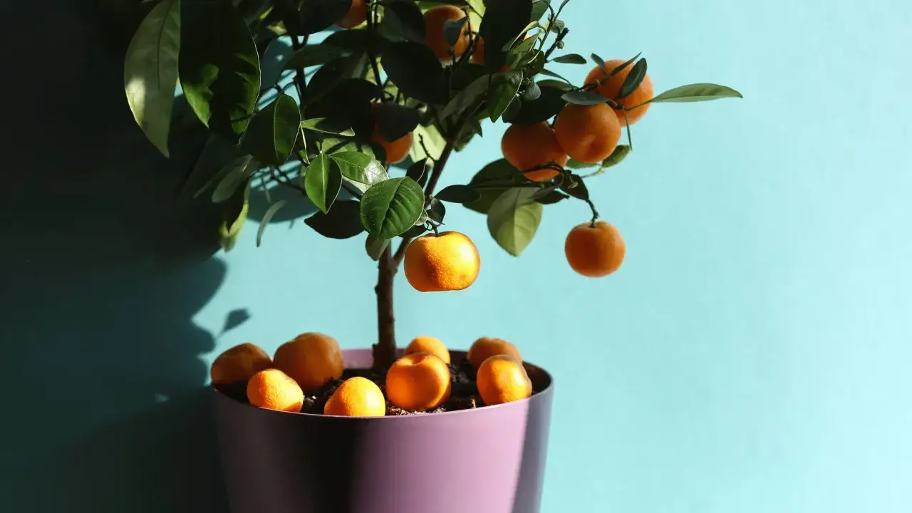 młoda mandarynka z pestki