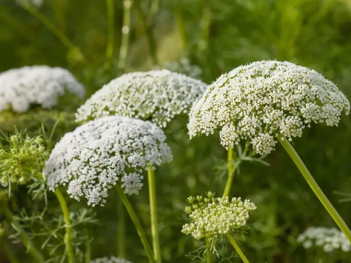 dzika marchew kwiatostan ptasie gniazdo