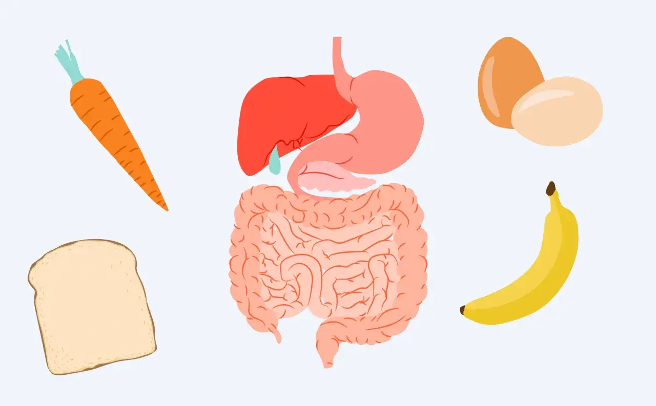Jak poprawić trawienie? Ilustracja przedstawia układ pokarmowy, marchewkę, chleb, jajka i banana &ndash; składniki wspierające zdrowe jelita.
