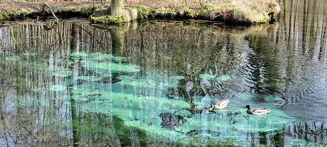 Rezerwat Niebieskie Źr&oacute;dła w Tomaszowie Mazowieckim turkusowa woda
