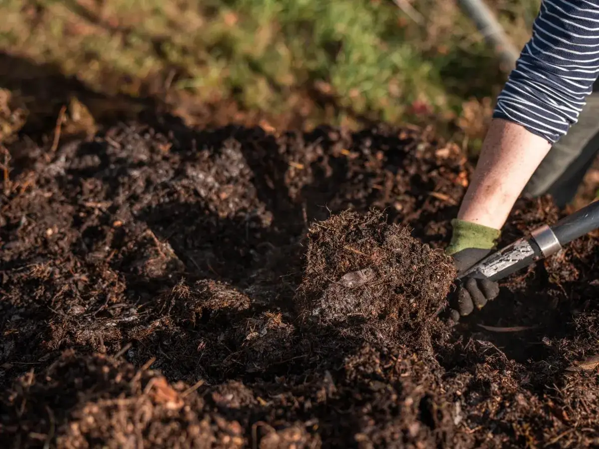 Ręka w rękawiczce miesza łopatą gorący kompost, tworząc żyzną glebę.