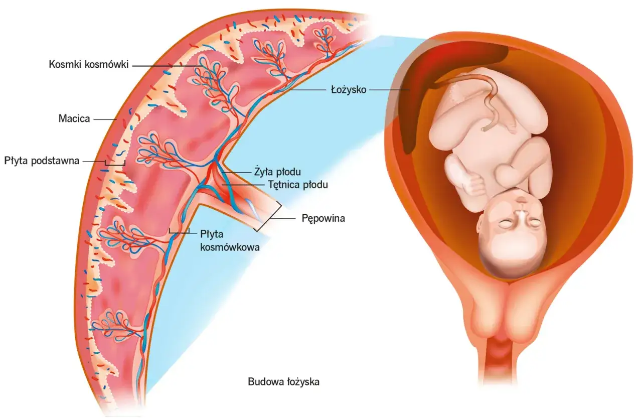 Budowa łożyska w ciąży schemat