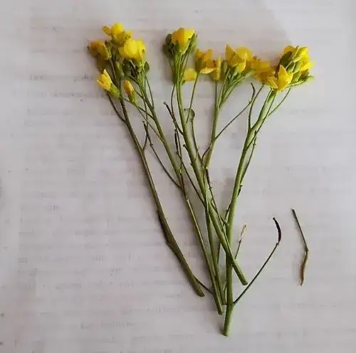 r&oacute;żne kwiaty polne do zielnika