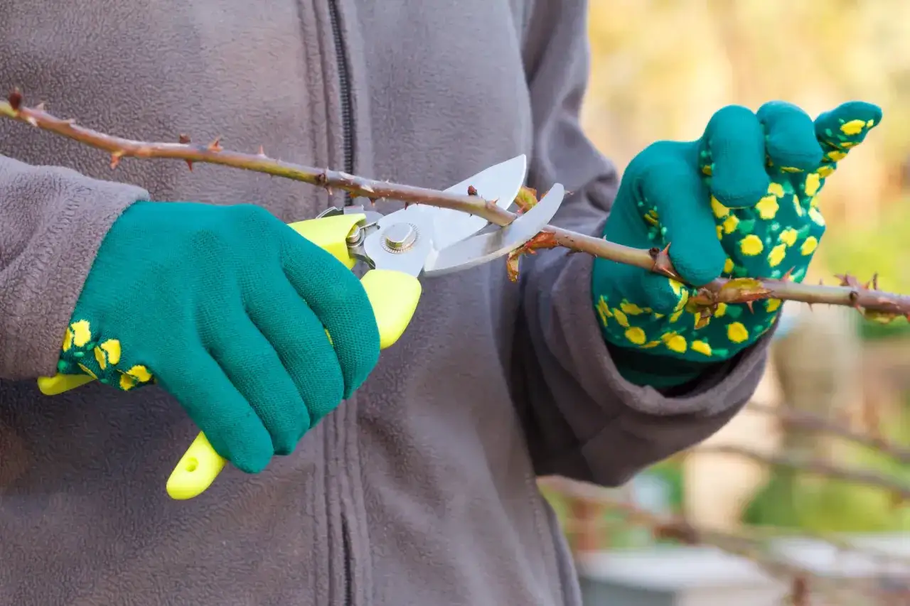 narzędzia do przycinania r&oacute;ż sekator rękawice maść ogrodnicza