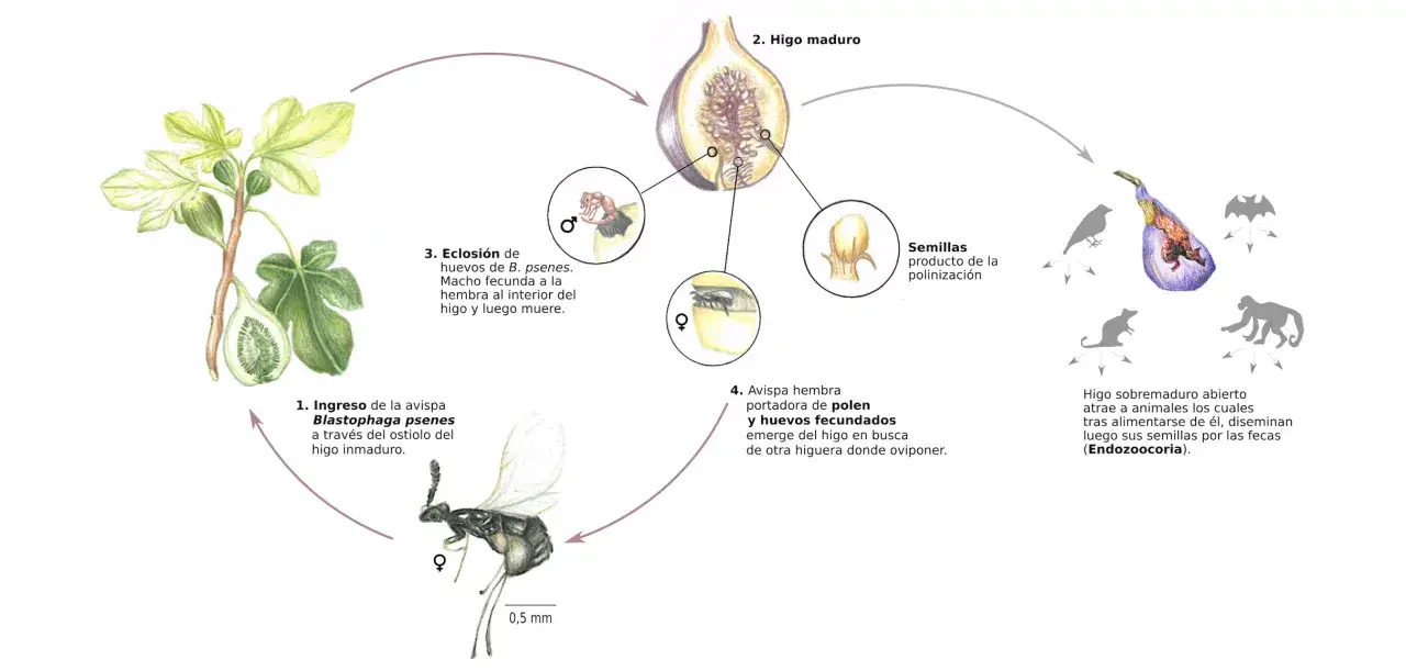 cykl życia osy figowej w fidze diagram