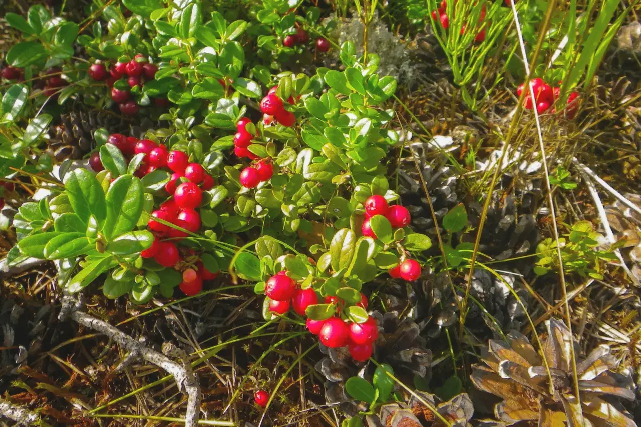 żurawina na krzaku jesienią