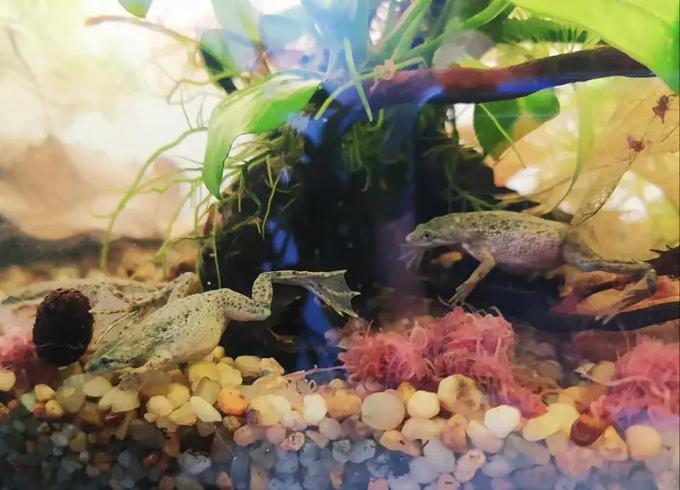 Karlik szponiasty w akwarium