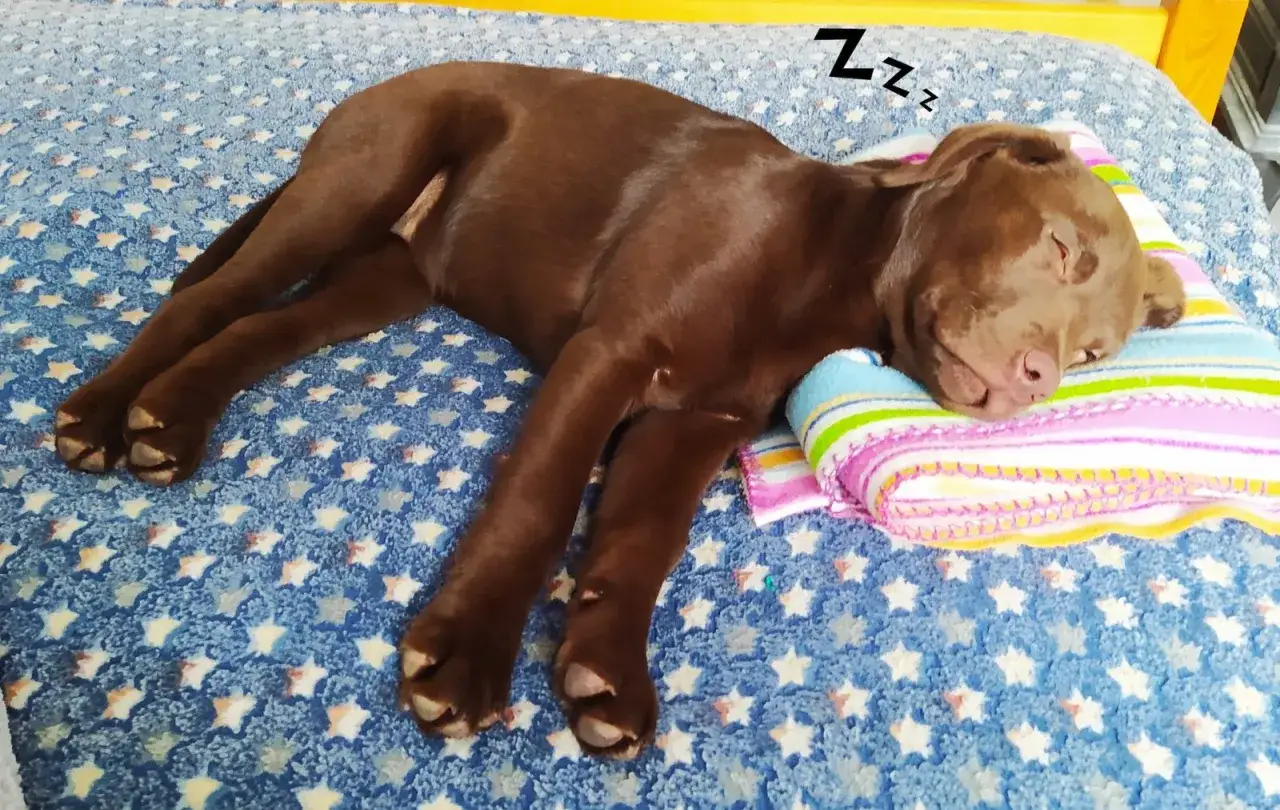 Słodki, brązowy szczeniak śpi na kolorowej poduszce. Wiele godzin snu to klucz do zdrowego rozwoju, dlatego 8 tygodniowy szczeniak potrzebuje dużo odpoczynku.