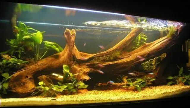 gotowanie korzenia do akwarium