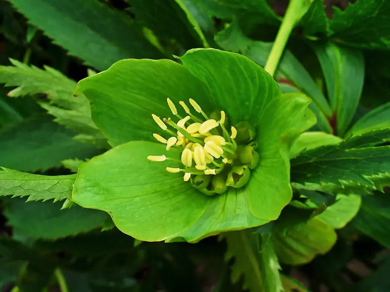 R&oacute;żne odmiany ciemiernik&oacute;w