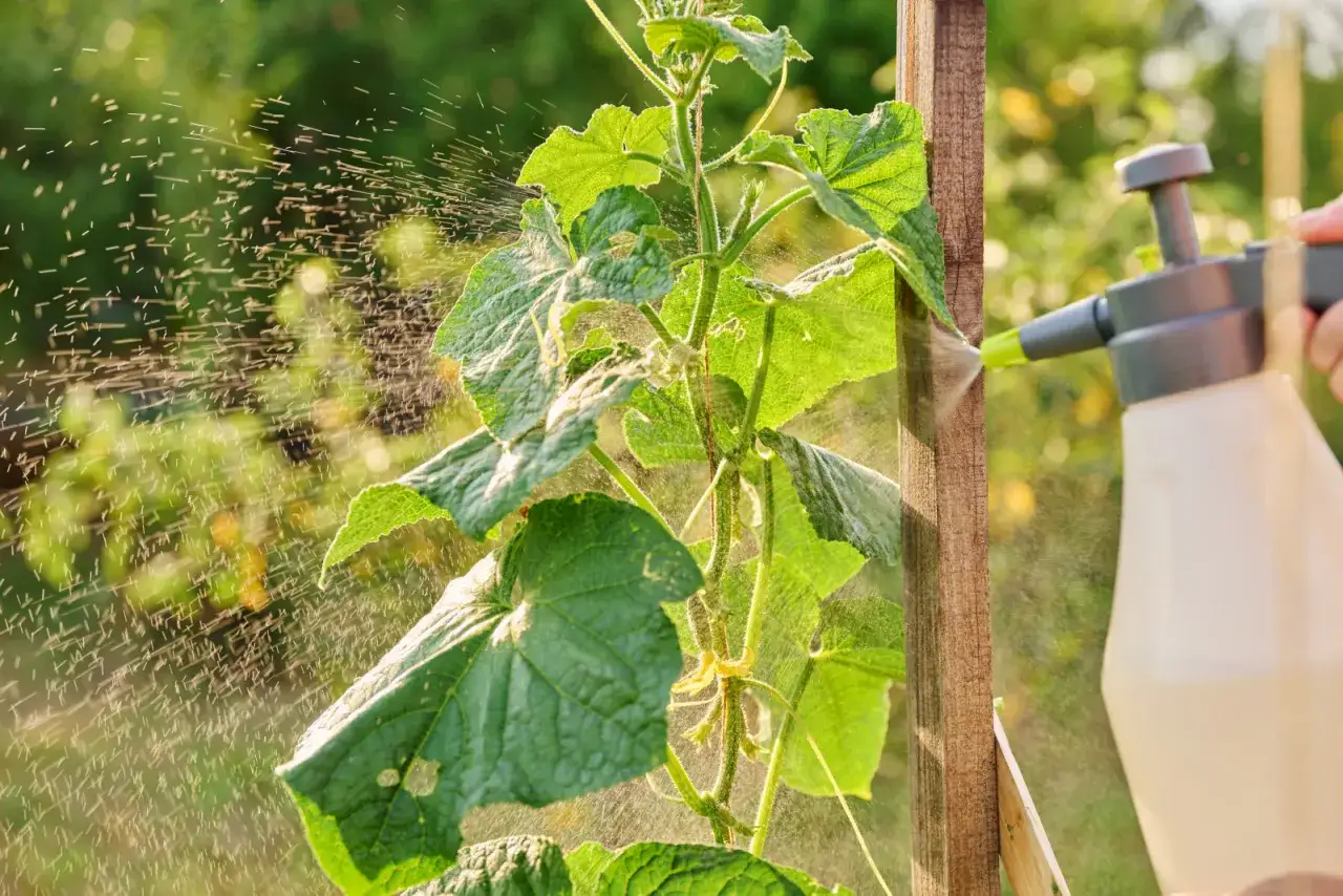 Opryskiwanie rośliny w tunelu. Dowiedz się, czym zasilić og&oacute;rki, by rosły bujnie.