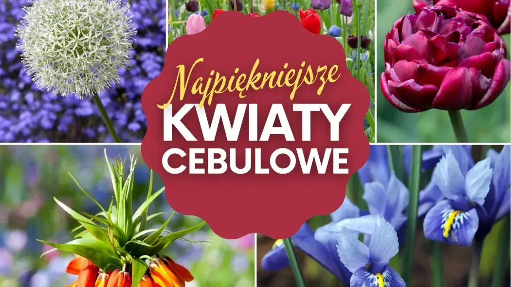 najpiękniejsze kwiaty cebulowe sadzone wiosną w Polsce