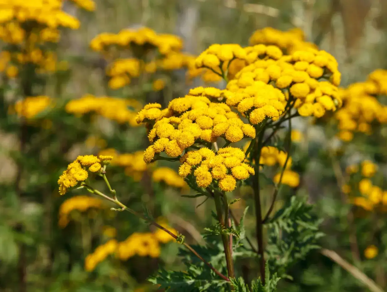 Kwitnący wrotycz pospolity, znany ze swoich licznych właściwości leczniczych, tworzy na łące złociste kępy.