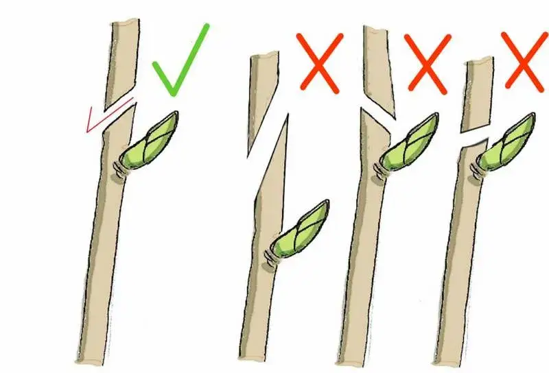 prawidłowe cięcie r&oacute;ży nad pąkiem