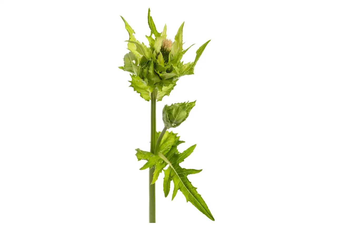 Ziel ostrożenia z kolczastymi liśćmi i pąkiem kwiatowym.