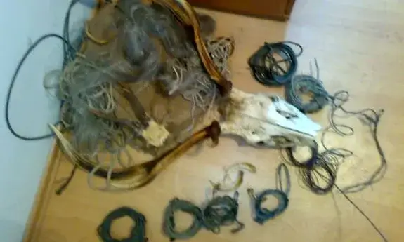 Zdjęcie Kłusownictwo: przestępstwo czy wykroczenie? Poznaj prawdę o karach