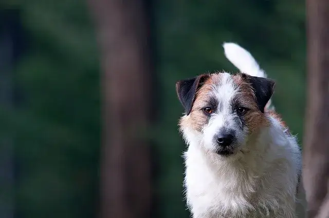 Zdjęcie Jak wytresować jack russell terrier: skuteczne metody i porady