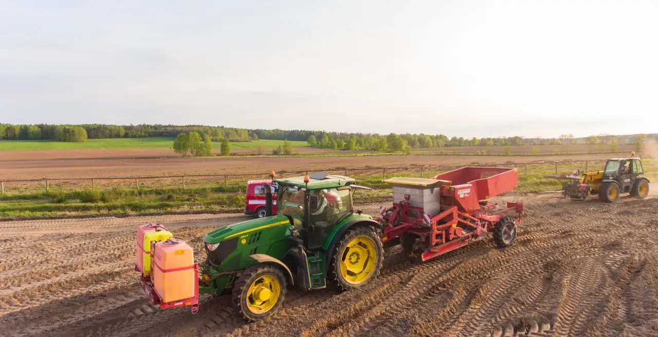 Zdjęcie Po czym sadzić ziemniaki, by uniknąć błędów i uzyskać obfite plony