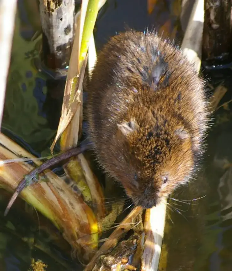 Zdjęcie Czym żywi się karczownik? Odkryj zaskakujące fakty o jego diecie