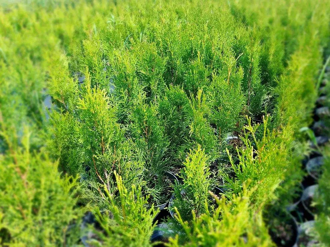 Zdjęcie Jak sadzić tuje do gruntu, aby uniknąć najczęstszych błędów?
