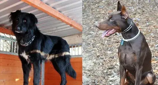 Zdjęcie Jak zakładać kolczatkę dla psa bezpiecznie i skutecznie?