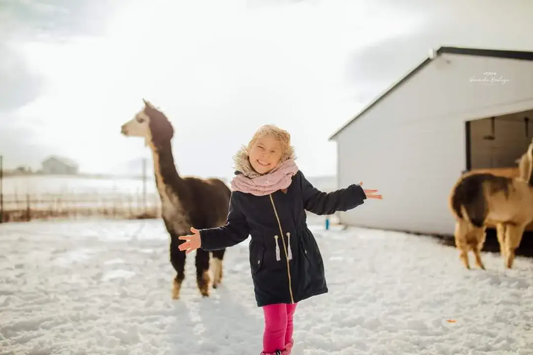Zdjęcie Zajęcia z alpakami w przedszkolu: Jak wspierają rozwój dzieci?