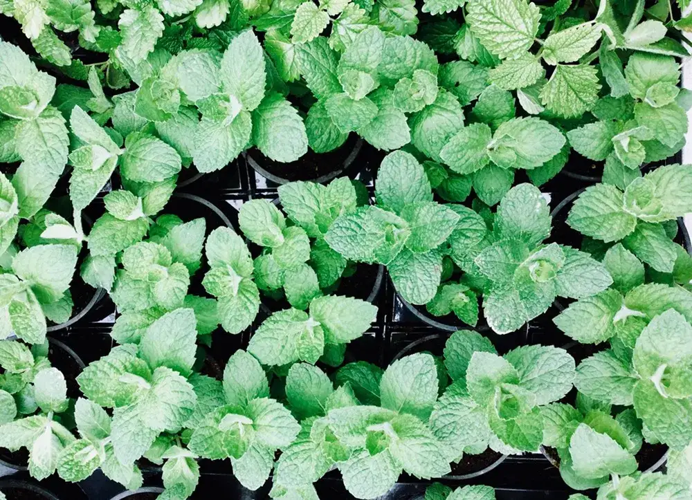 Zdjęcie Jak posadzić miętę, aby uniknąć najczęstszych błędów i cieszyć się plonami