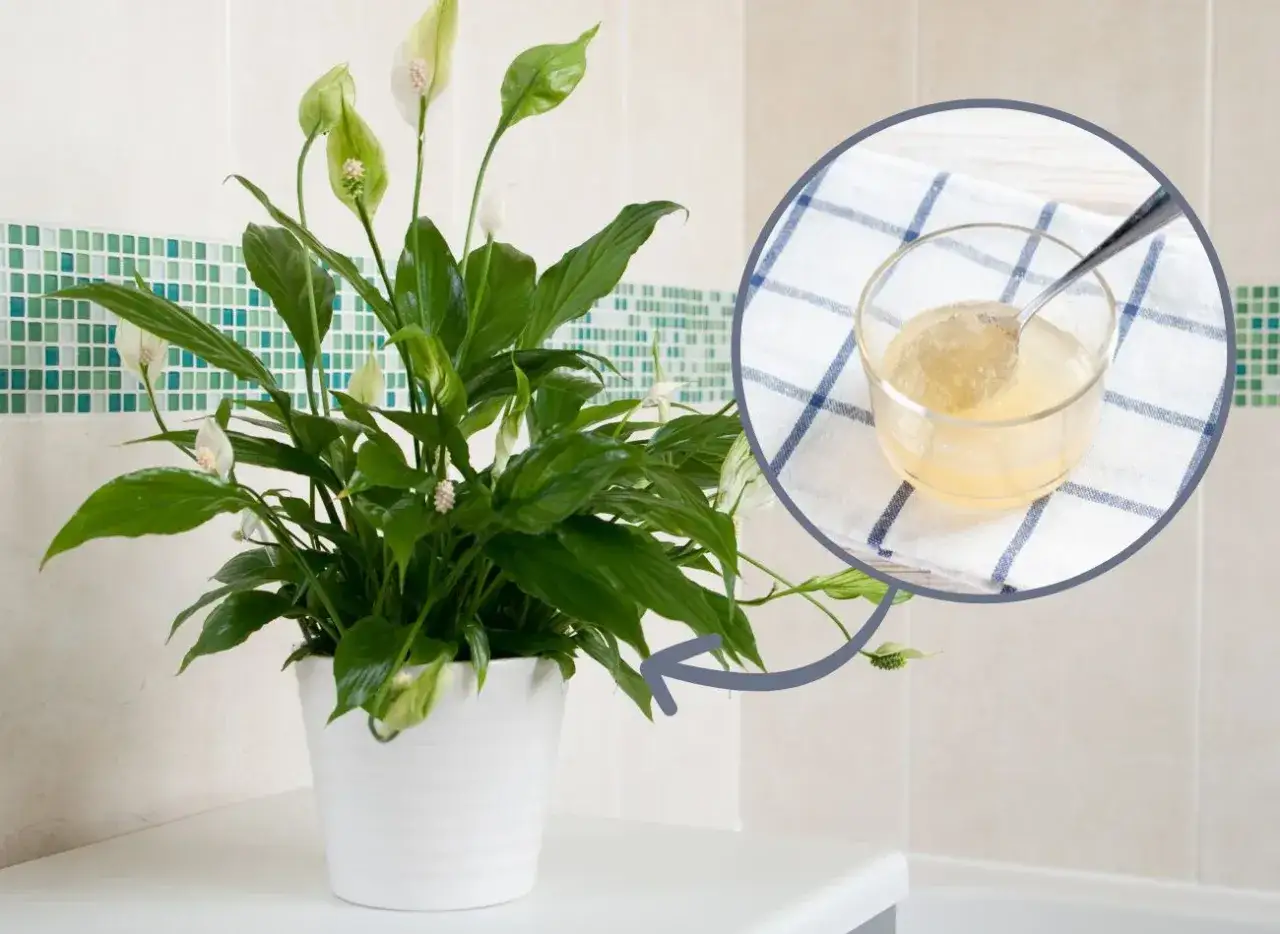 Skrzydłokwiat więdnie? Sprawdź, czy nie podlewasz go galaretką. Zobacz, dlaczego skrzydłokwiat więdnie i jak mu pom&oacute;c.