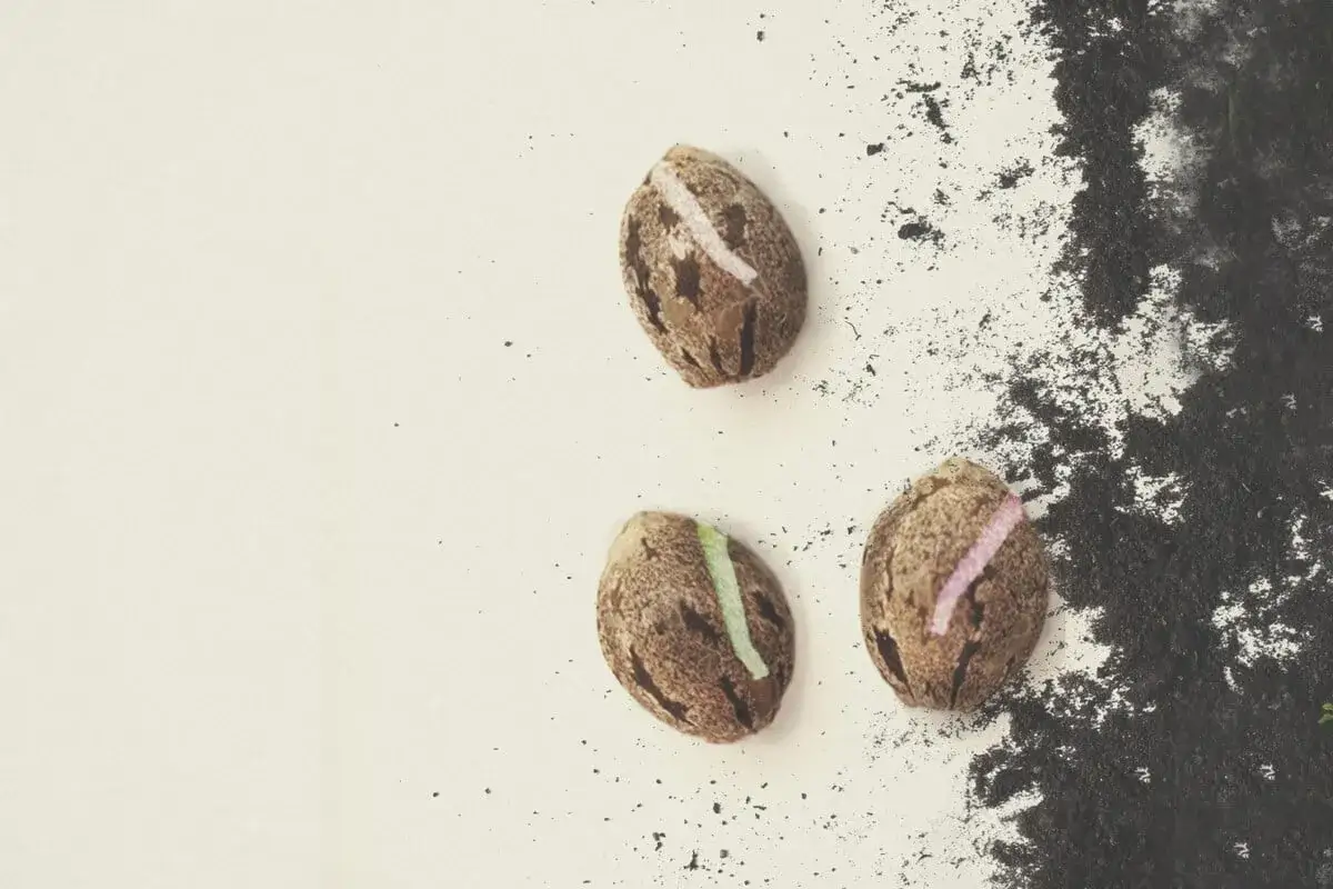 r&oacute;żne rodzaje nasion marihuany feminizowane automatyczne