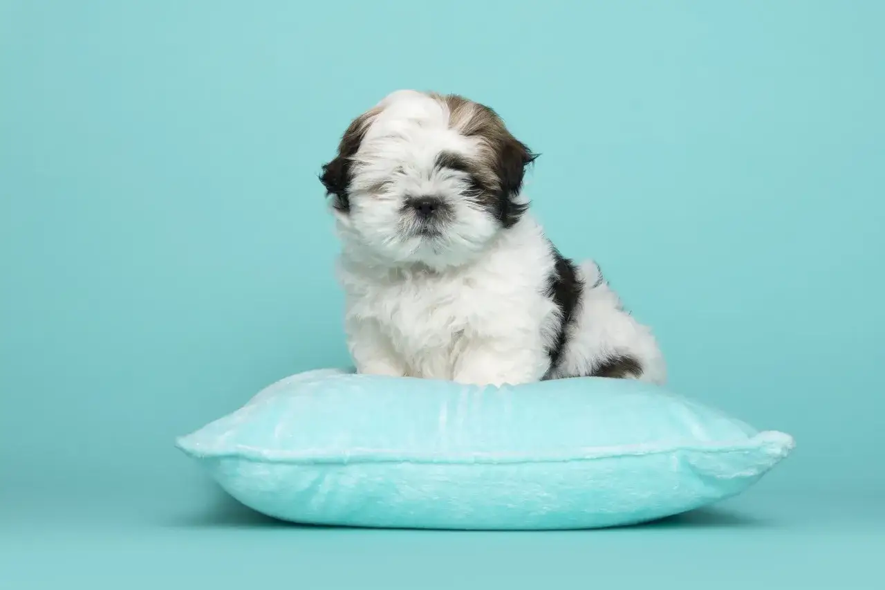 Uroczy szczeniak shih tzu siedzi na jasnoniebieskiej poduszce. Idealny do poradnika jak wychować szczeniaka shih tzu.