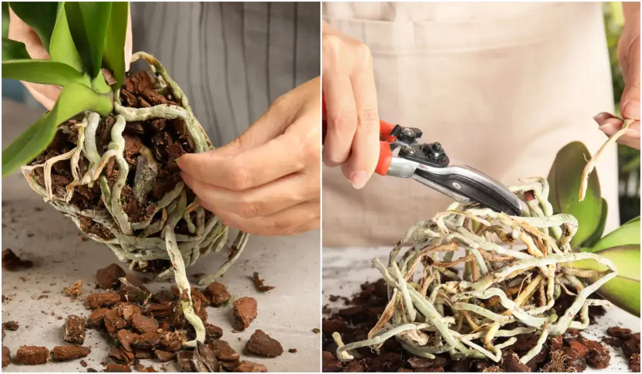 przesadzanie storczyka krok po kroku