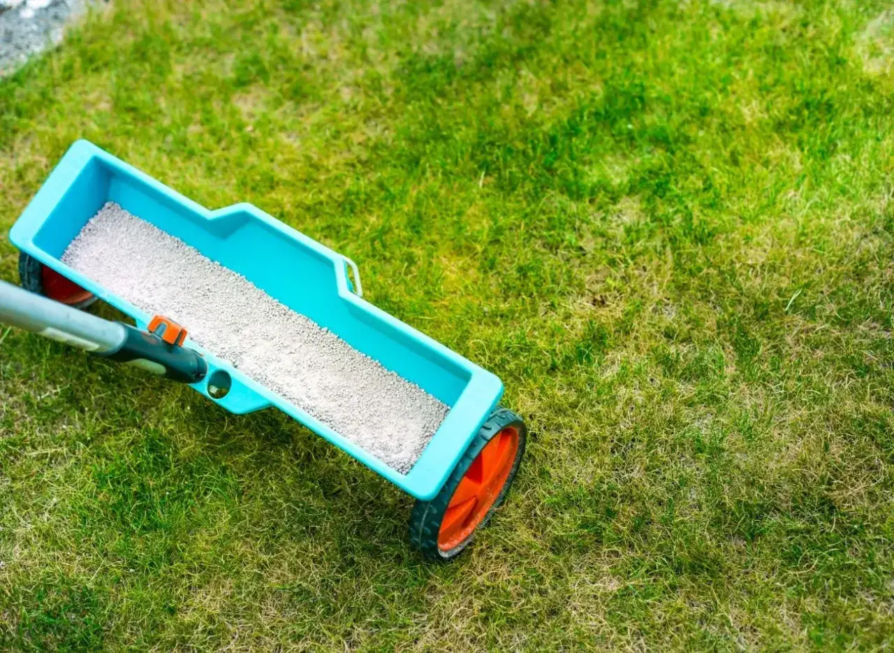 Siewnik z nawozem, przypominającym popiół drzewny, gotowy do rozsypania na trawnik.