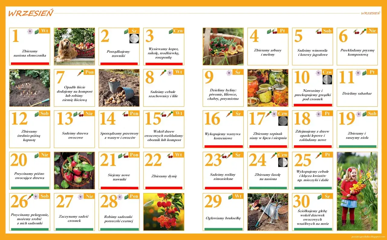 Kalendarz ogrodnika co kiedy sadzić: wrzesień to czas zbior&oacute;w, sadzenia drzewek owocowych, cebul i przygotowania ogrodu na zimę.