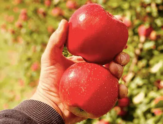 Jabłka na serce i cholesterol