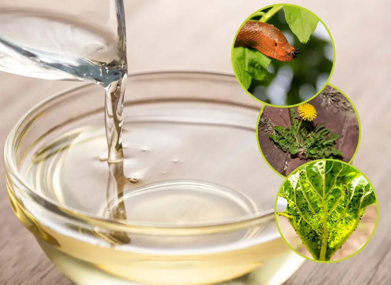 Domowy sposób na szkodniki: woda z octem na mszyce, ślimaki i chwasty. Płyn w misce sugeruje przygotowanie roztworu.