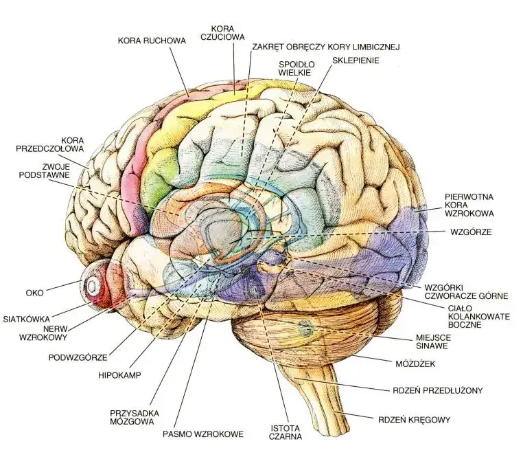 mózg ludzki neurologia psychologia
