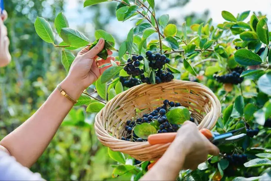 aronia owoce w koszyku