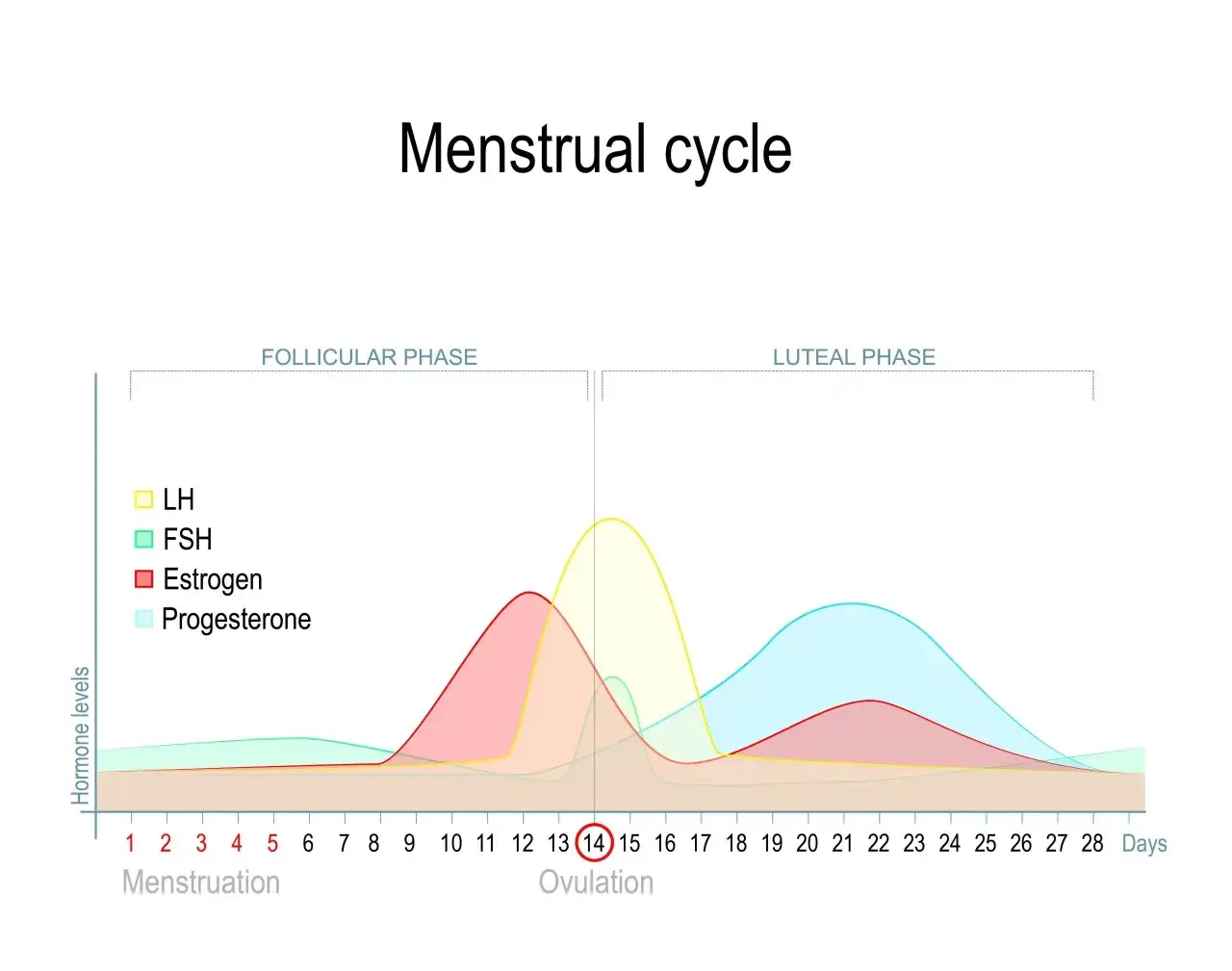 diagram cyklu menstruacyjnego faza lutealna