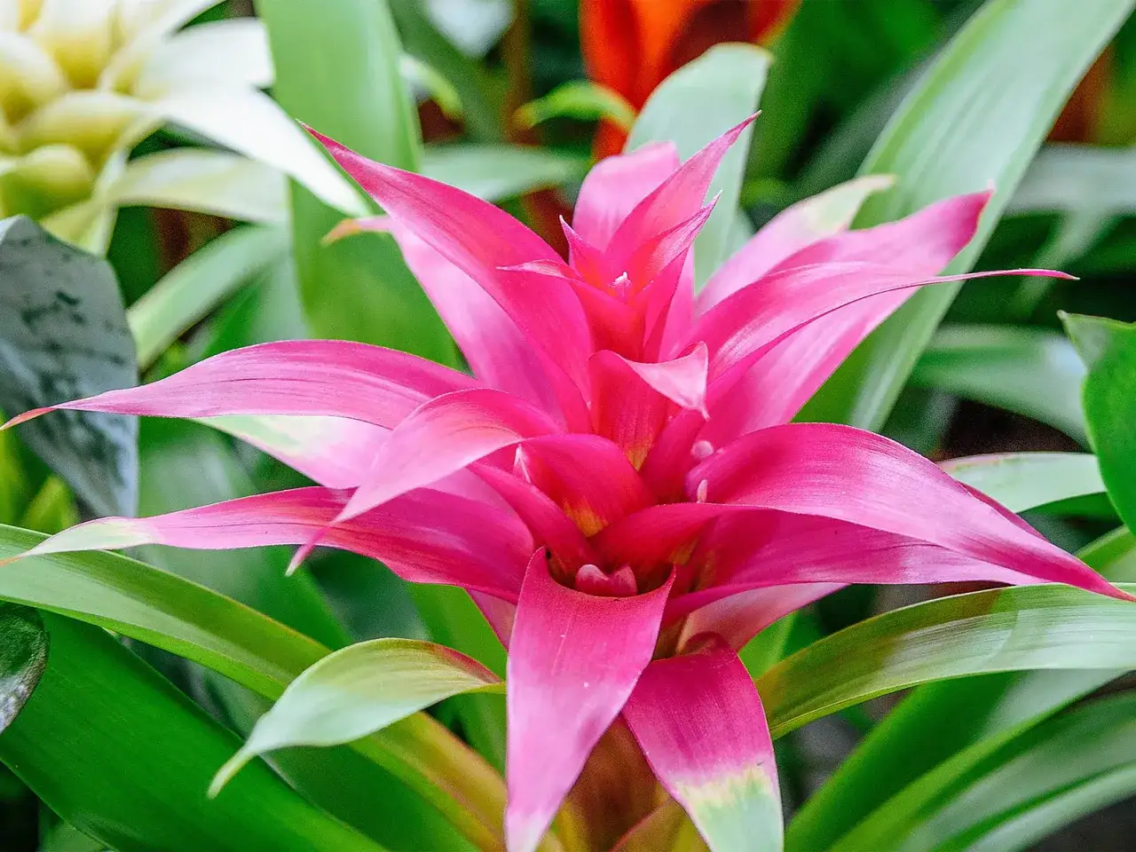 Intensywnie różowa bromelia z gatunku guzmania, otoczona zielonymi liśćmi, tworzy egzotyczną kompozycję.