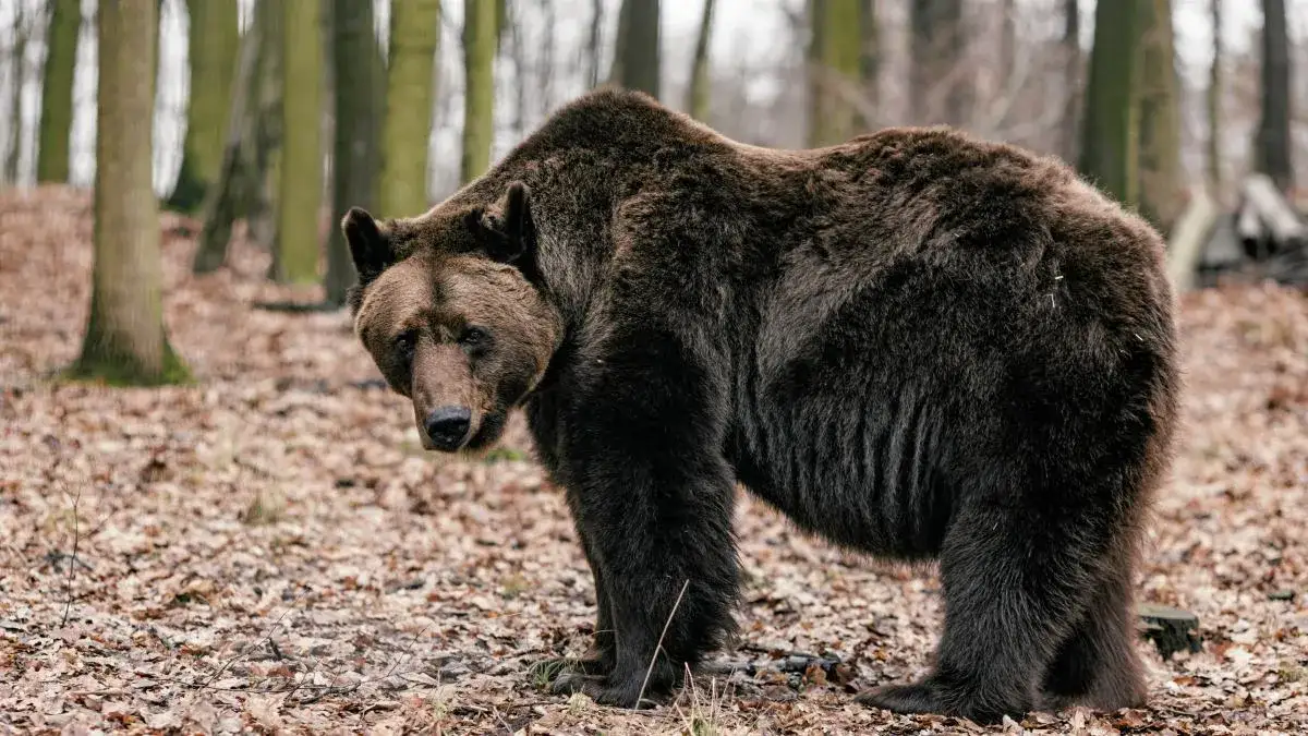 niedźwiedź brunatny Karpaty, znaki ostrzegawcze niedźwiedzie