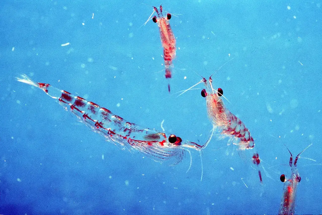 Tołpyga w wodzie żerująca plankton