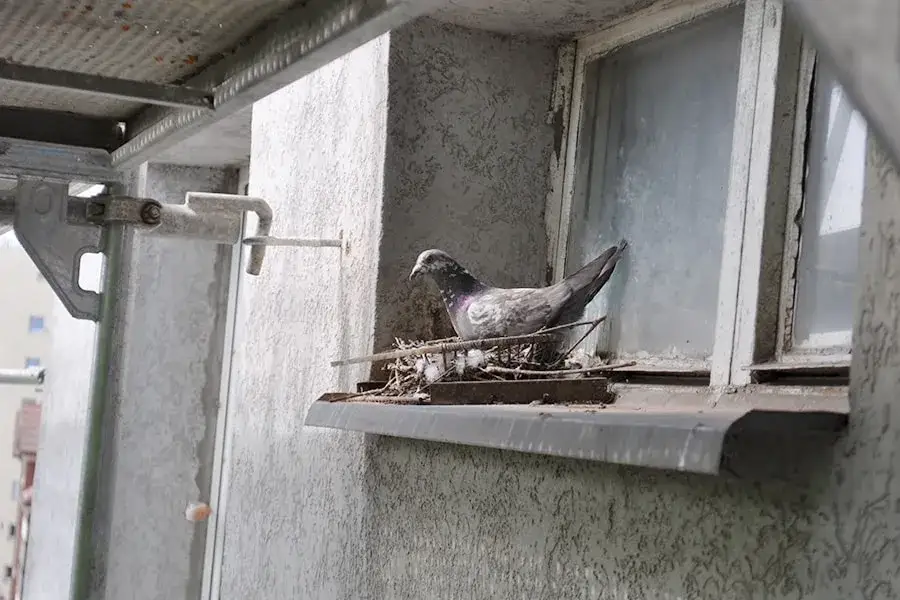 Gołąb miejski gniazdo