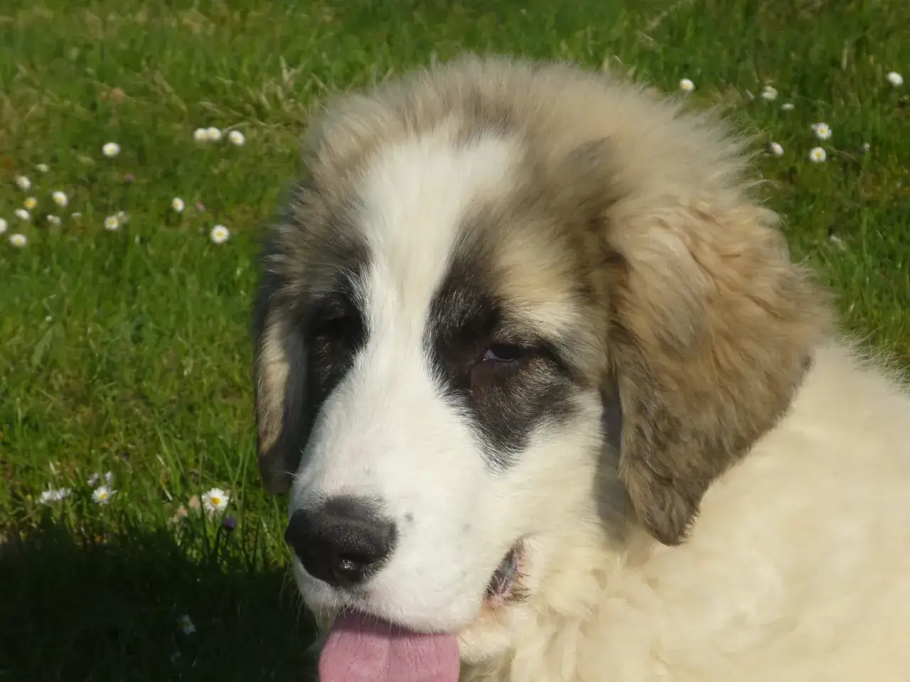 Cane da Montagna dei Pirenei cucciolo e adulto