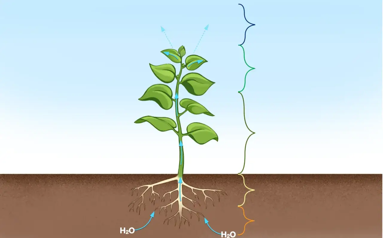 schemat kom&oacute;rki roślinnej z wakuolą
