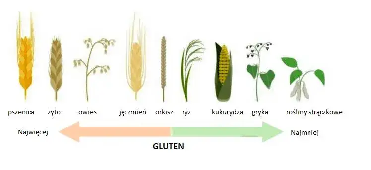 Produkty zawierające gluten pszenica żyto jęczmień