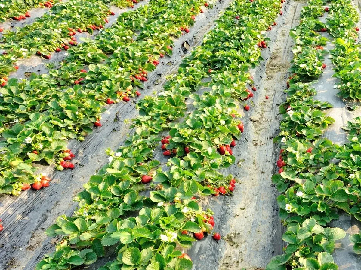 Rzędy dojrzewających truskawek na polu. Widać, że czy truskawki owocują w pierwszym roku, bo są już czerwone owoce i białe kwiaty.