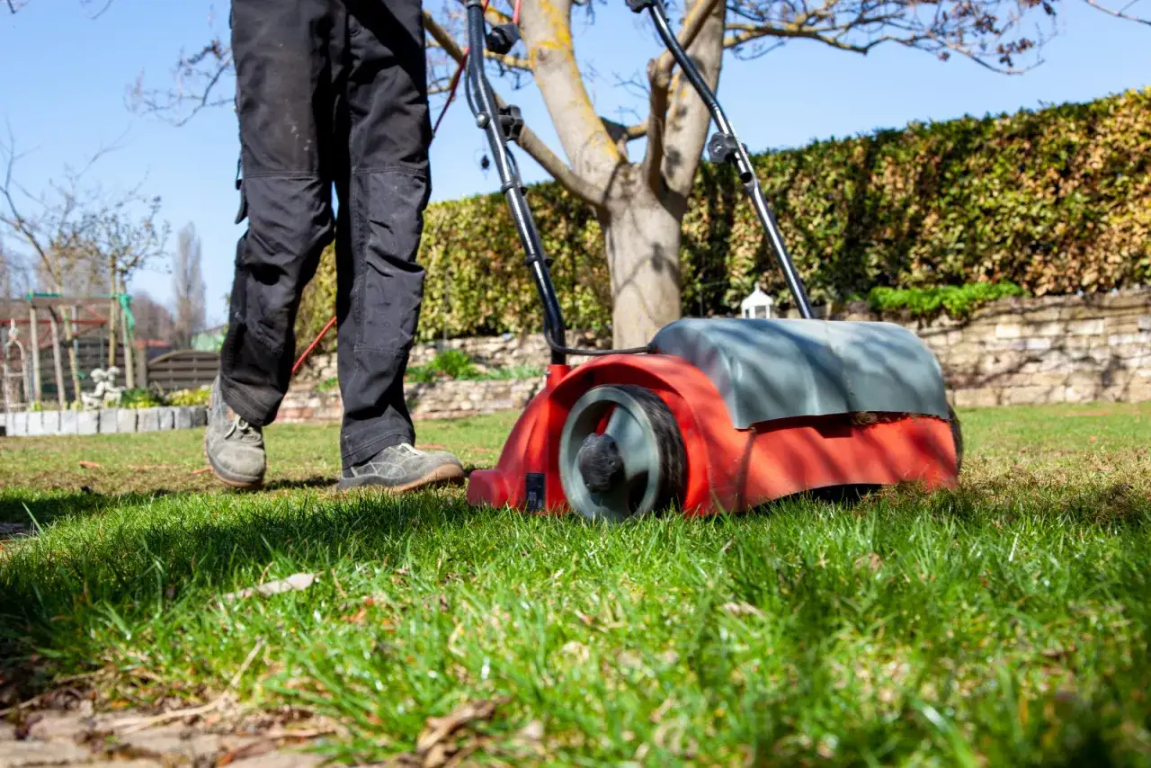 Wertykulacja trawnika na wiosnę to klucz do jego zdrowego wzrostu. Widać mężczyznę pracującego z wertykulatorem.