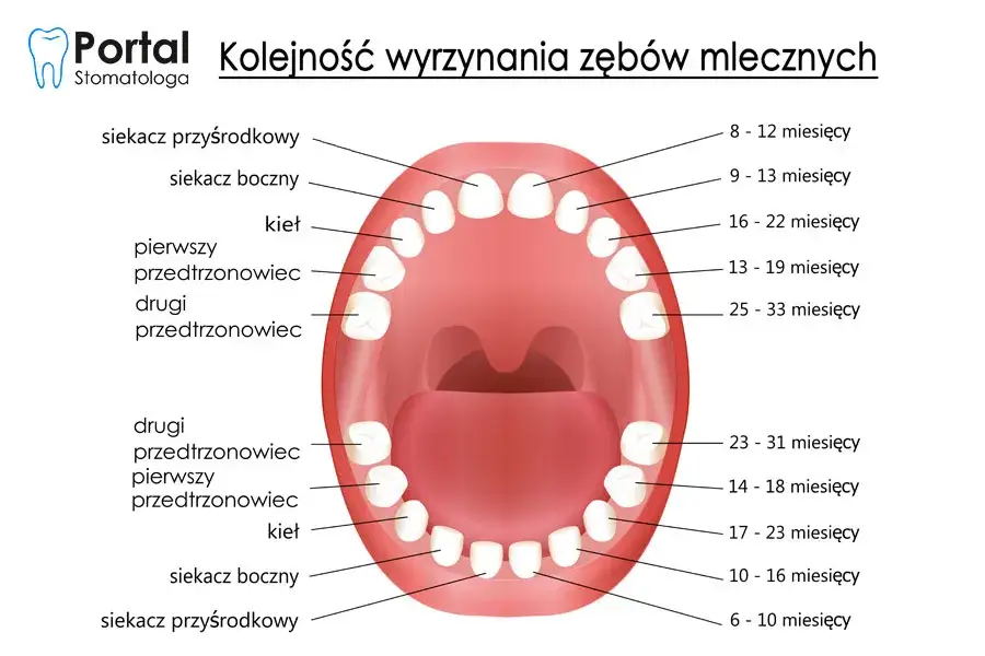 schemat kolejności wyrzynania zębów mlecznych